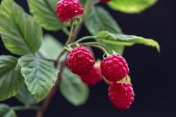 Artificial branch of raspberry on a black background in a vase