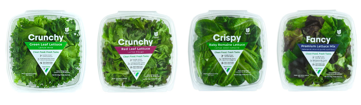 Vision Greens lettuce varieties