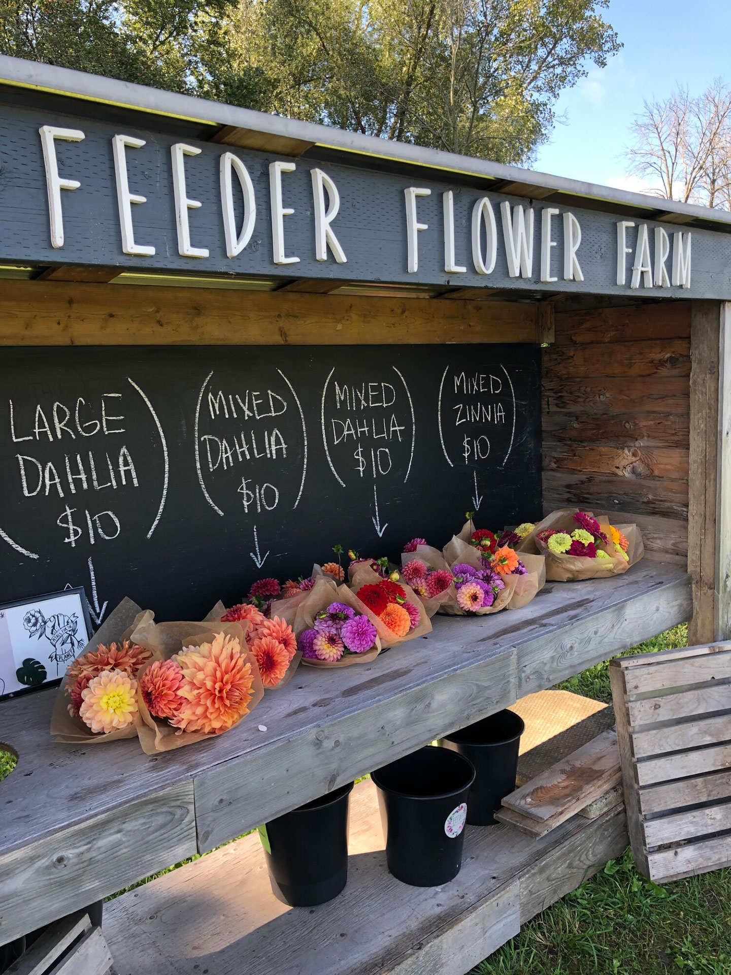 Feeder Flower Farm grows their own dahlias, which provide colourful hues in the late summer and fall.