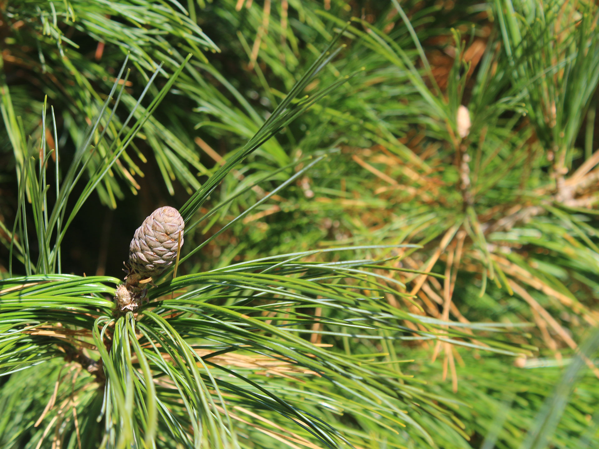 Rhora's offers many kinds of edible pines.