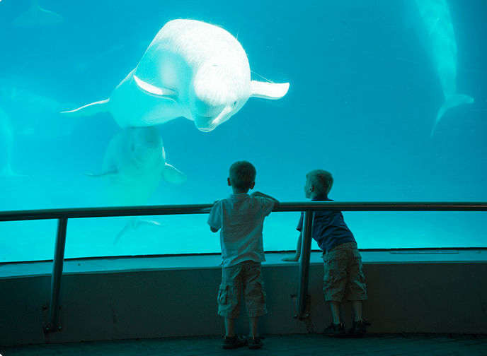 Two children watch Beluga whales at Marineland's Friendship Cove