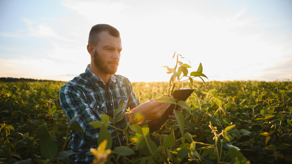 An agronomist inspects soybean crop in agricultural field