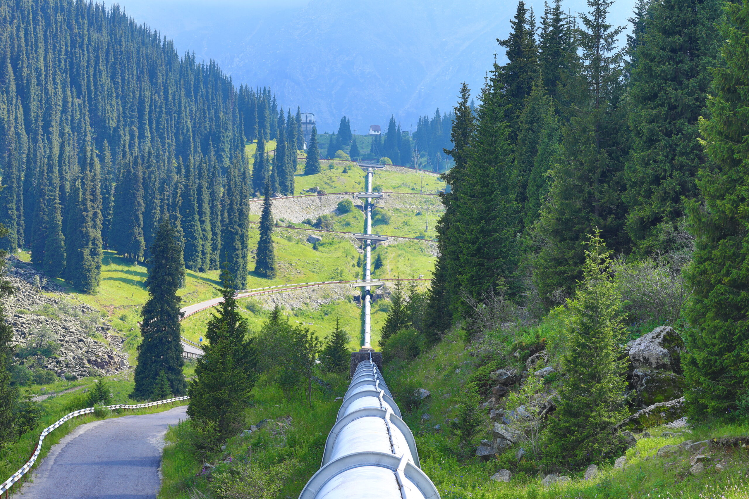 A pipeline passes through a forest