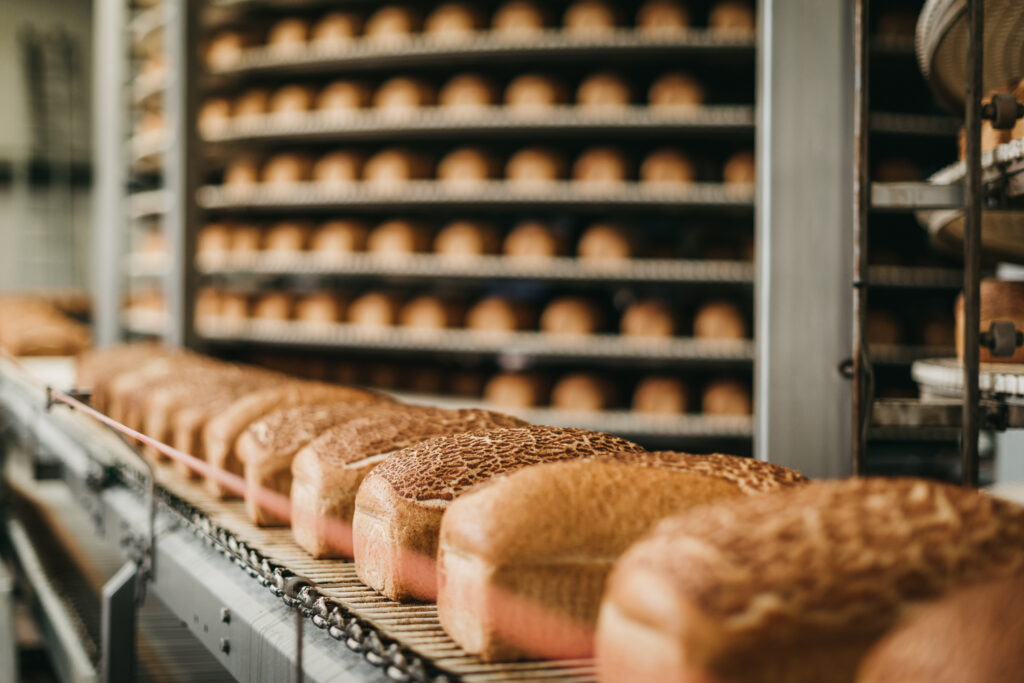 A row of loaves of bread on a production line in a commercial bakery