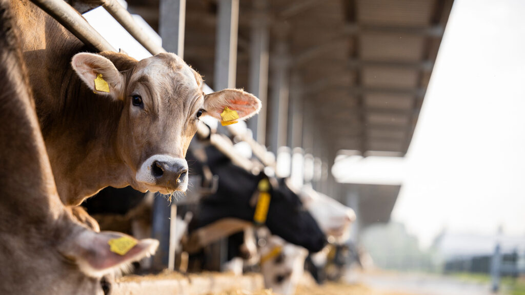 A cow on a dairy farm