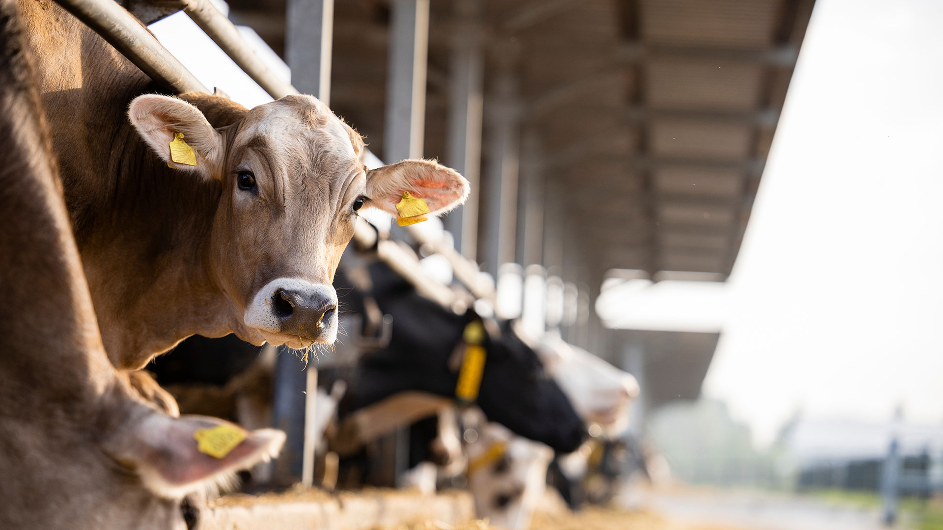 A cow on a dairy farm